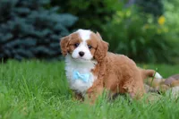 Cody, a male Cavapoo for sale in Dundee, OH – 1 of 9