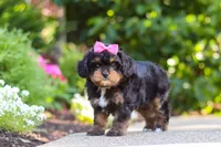 Millie, a female Cavapoo for sale in Dundee, OH – 3 of 10