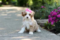 Haven, a female Cavapoo for sale in Dundee, OH – 6 of 10