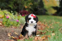 Miley, a female Miniature Bernedoodle for sale in Dundee, OH – 7 of 9
