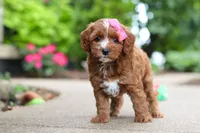 Autumn, a female Cavapoo for sale in Dundee, OH – 4 of 10