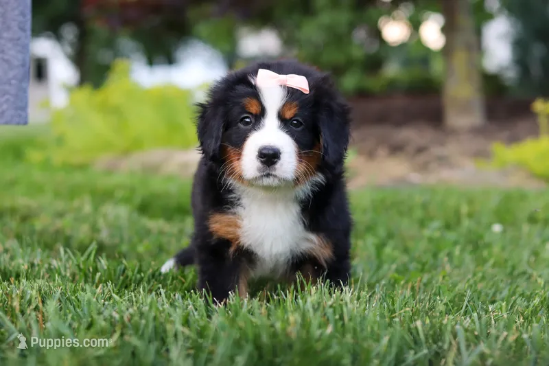Mila – Bernese Mountain Dog puppy for sale in Dundee, OH