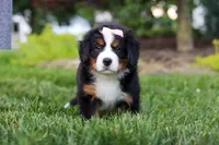 Mila, a female Bernese Mountain Dog for sale in Dundee, OH – 1 of 10