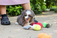 Bentley, a male Miniature Bernedoodle for sale in Dundee, OH – 7 of 10