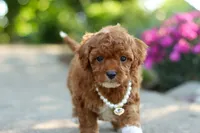 Maggie, a female Cavapoo for sale in Dundee, OH – 2 of 6