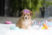 Bambi, a female Miniature Australian Shepherd and Havachon for sale in Dundee, OH – 4 of 7