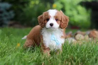 Cody, a male Cavapoo for sale in Dundee, OH – 8 of 9
