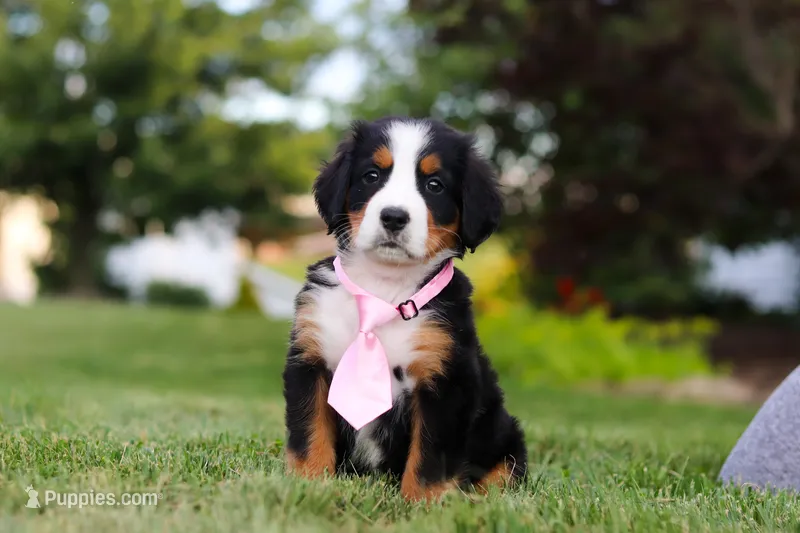 Zara – Bernese Mountain Dog puppy for sale in Dundee, OH