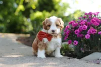 Baxter, a male Cavapoo for sale in Dundee, OH – 2 of 7