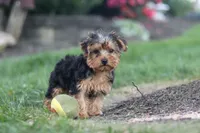Beckham, a male Yorkipoo for sale in Dundee, OH – 10 of 10