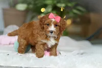 Maya, a female Cavapoo for sale in Dundee, OH – Photo 7 of 7
