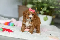 Maya, a female Cavapoo for sale in Dundee, OH – Photo 3 of 7