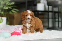 Maya, a female Cavapoo for sale in Dundee, OH – Photo 1 of 7