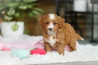 Maya, a female Cavapoo for sale in Dundee, OH – Photo 2 of 7