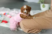 Maya, a female Cavapoo for sale in Dundee, OH – Photo 6 of 7