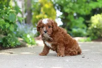 Theo, a male Cavapoo for sale in Dundee, OH – 5 of 9