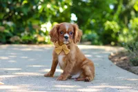 Mr. Bentley, a male Cavalier King Charles Spaniel for sale in Dundee, OH – 8 of 9