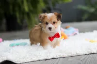 Milo, a male Miniature Australian Shepherd and Havachon for sale in Dundee, OH – 7 of 10