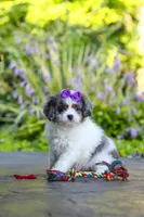 Katie, a female Cavapoo for sale in Dundee, OH – 3 of 10