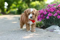 Harley, a male Cavapoo for sale in Dundee, OH – 8 of 8