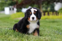 Mila, a female Bernese Mountain Dog for sale in Dundee, OH – 5 of 10