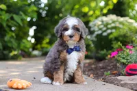 Bentley, a male Miniature Bernedoodle for sale in Dundee, OH – 5 of 10