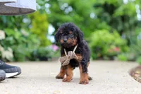 Ash, a male Cavapoo for sale in Dundee, OH – 3 of 5