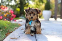 Winston, a male Yorkipoo for sale in Dundee, OH – 7 of 10