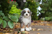 Paris, a female Miniature Bernedoodle for sale in Dundee, OH – 8 of 10