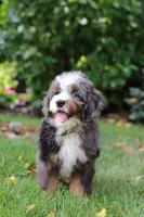 Whyatt, a male Miniature Bernedoodle for sale in Dundee, OH – 9 of 10