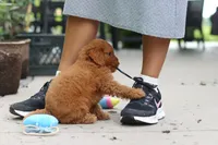 Tucker, a male Cavapoo for sale in Dundee, OH – 2 of 6