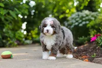 Remi, a female Miniature Bernedoodle for sale in Dundee, OH – 5 of 5