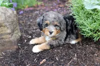 Zoey, a female Miniature Bernedoodle for sale in Dundee, OH – 6 of 6