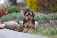 Tucker, a male Yorkipoo for sale in Dundee, OH – 5 of 10