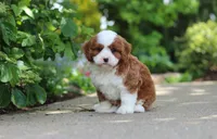 Oscar, a male Cavapoo for sale in Dundee, OH – 5 of 8