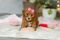 Missy, a female Cavapoo for sale in Dundee, OH – Photo 6 of 6