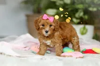 Missy, a female Cavapoo for sale in Dundee, OH – Photo 5 of 6