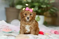 Missy, a female Cavapoo for sale in Dundee, OH – Photo 4 of 6