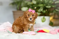 Missy, a female Cavapoo for sale in Dundee, OH – Photo 3 of 6