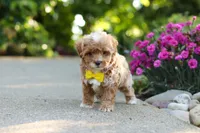 Brady, a male Cavapoo for sale in Dundee, OH – 3 of 9