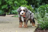 Brody, a male Miniature Bernedoodle for sale in Dundee, OH – 6 of 7