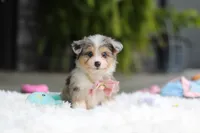 Nala, a female Miniature Australian Shepherd and Havachon for sale in Dundee, OH – 3 of 8