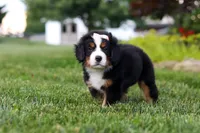 Mila, a female Bernese Mountain Dog for sale in Dundee, OH – 2 of 10