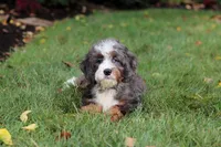 Whyatt, a male Miniature Bernedoodle for sale in Dundee, OH – 5 of 10