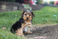 Myles, a male Yorkipoo for sale in Dundee, OH – 4 of 9