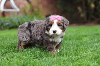 Makenzie, a female Miniature Bernedoodle for sale in Dundee, OH – Photo 6 of 7