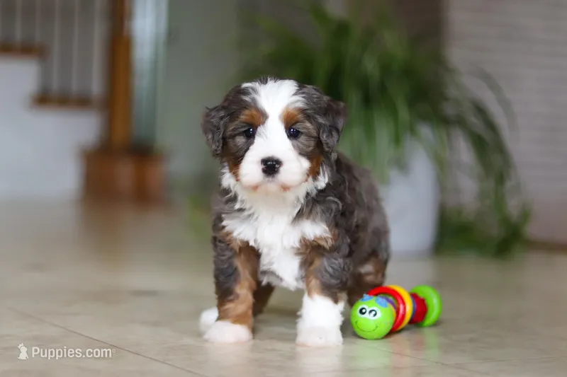 Makenzie – Miniature Bernedoodle puppy for sale in Dundee, OH