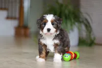 Makenzie, a female Miniature Bernedoodle for sale in Dundee, OH – Photo 1 of 7