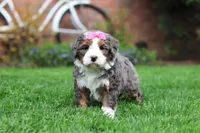 Makenzie, a female Miniature Bernedoodle for sale in Dundee, OH – Photo 7 of 7