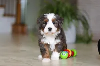 Makenzie, a female Miniature Bernedoodle for sale in Dundee, OH – Photo 2 of 7